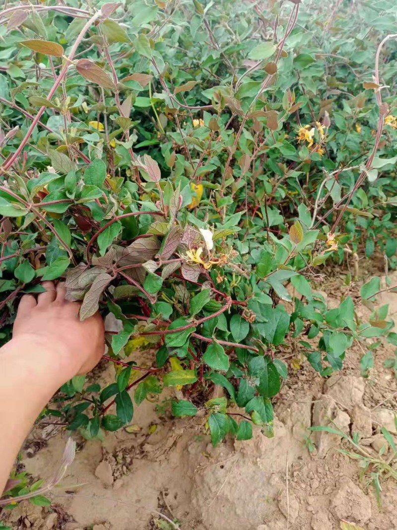 金银花苗山东金银花树苗可食用金银花红色金银花苗大小规格货