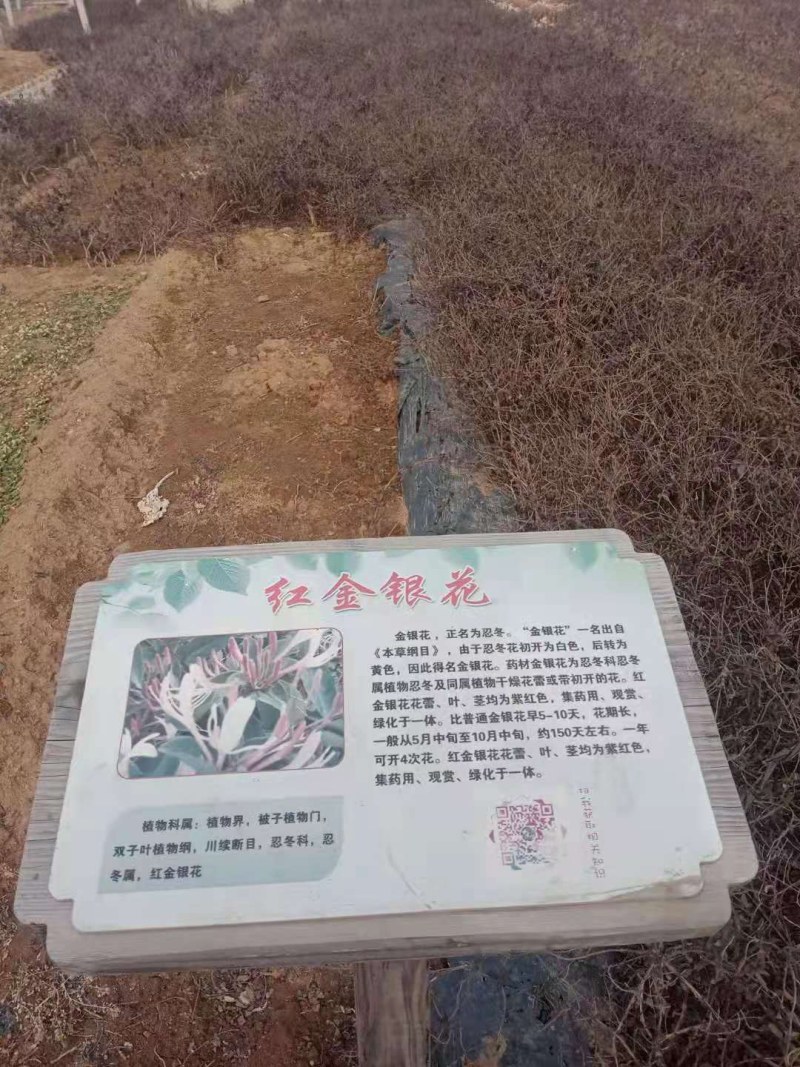 金银花苗山东金银花树苗可食用金银花红色金银花苗大小规格货