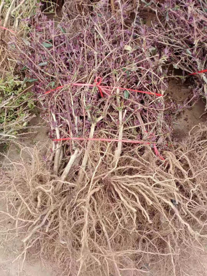 金银花苗山东金银花树苗可食用金银花红色金银花苗大小规格货