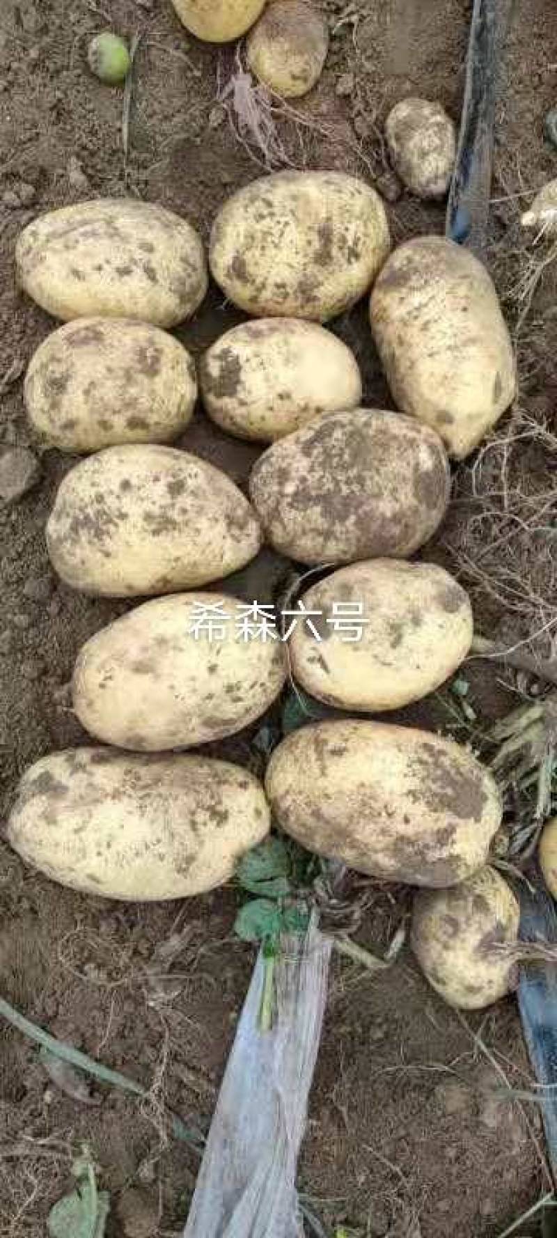 白皮黄心希森六号三两起二两起都有
