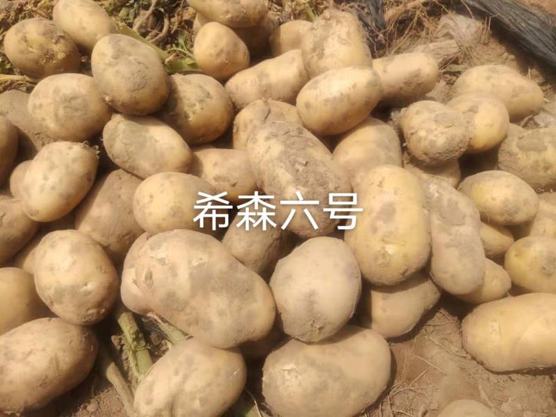 白皮黄心希森六号三两起二两起都有