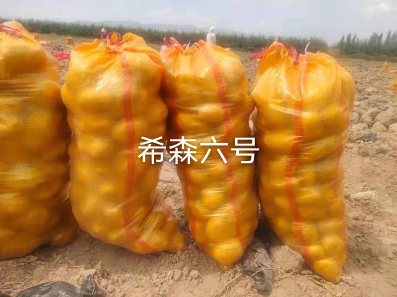 白皮黄心希森六号三两起二两起都有