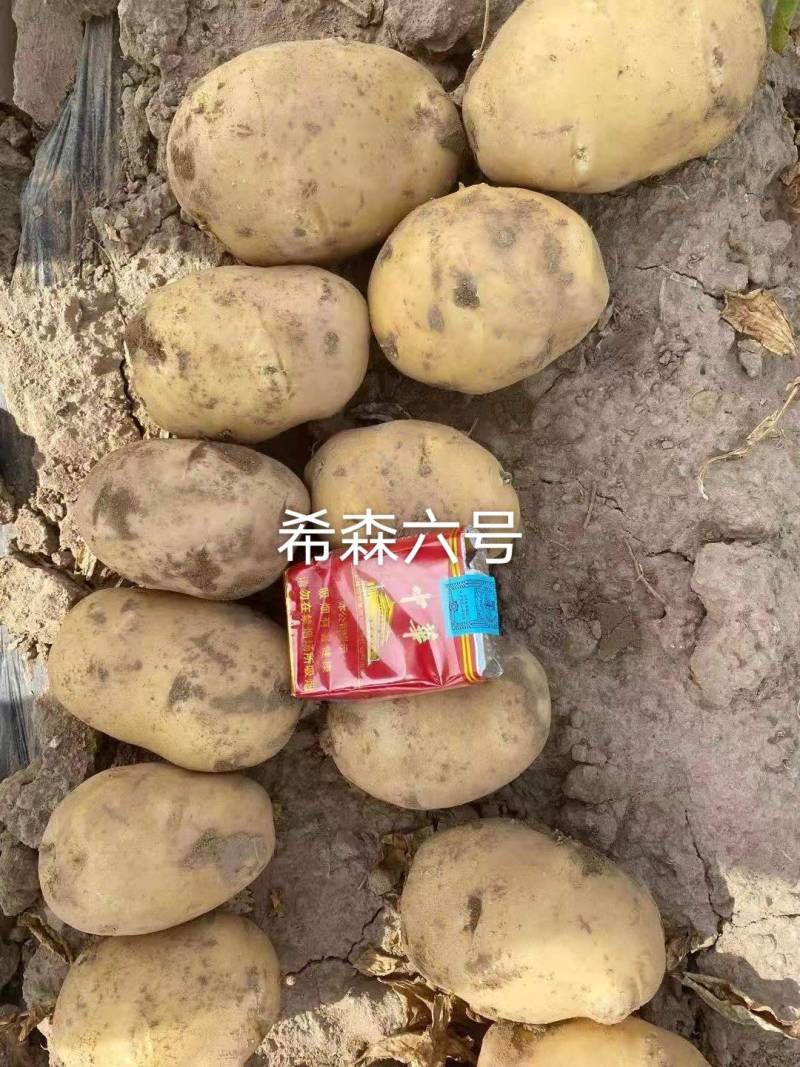 白皮黄心希森六号三两起二两起都有