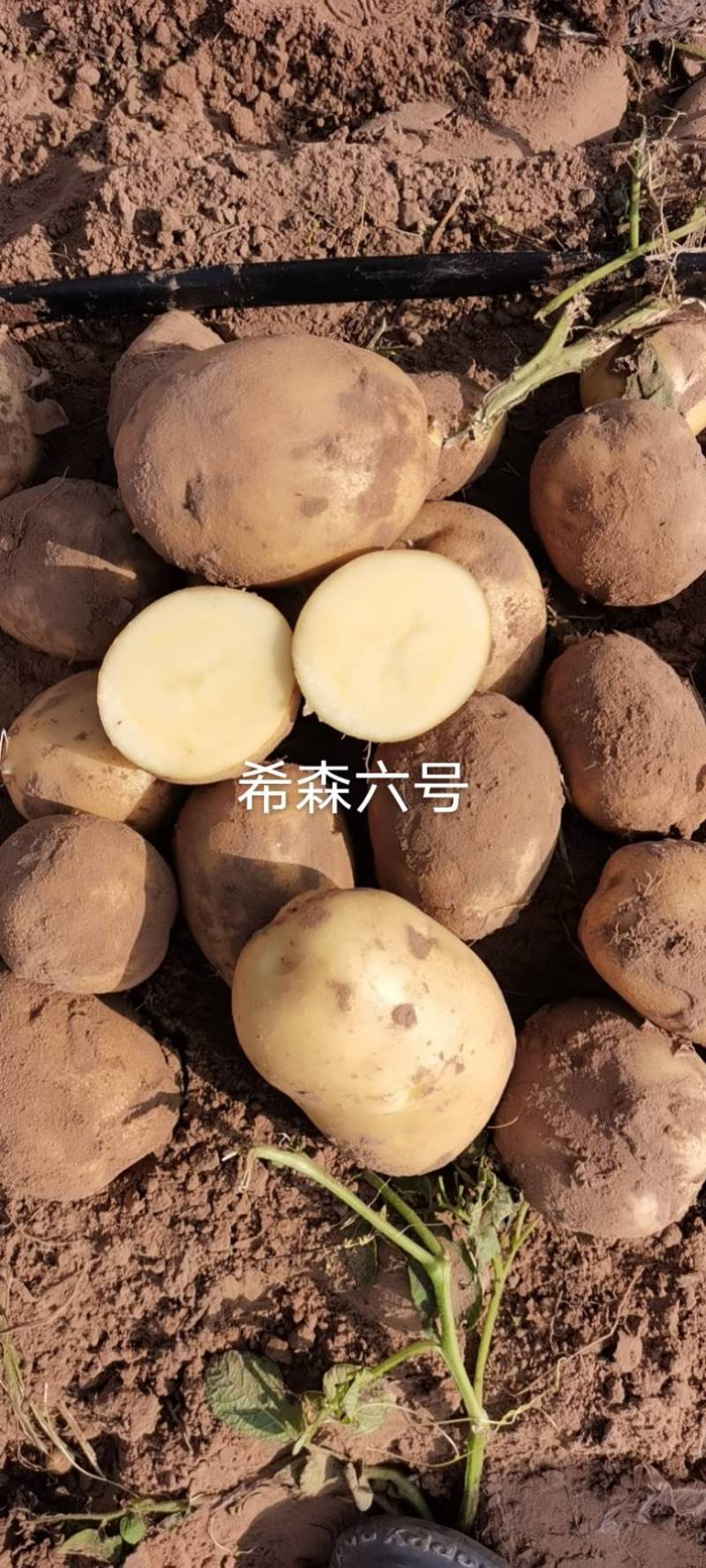 白皮黄心希森六号三两起二两起都有