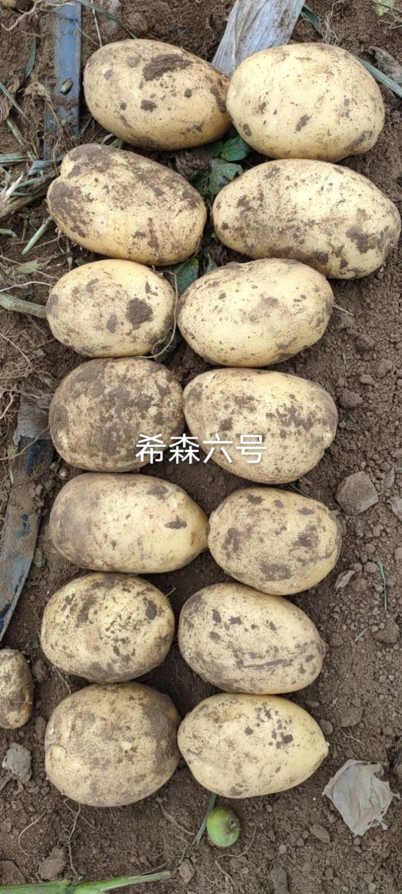 白皮黄心希森六号三两起二两起都有