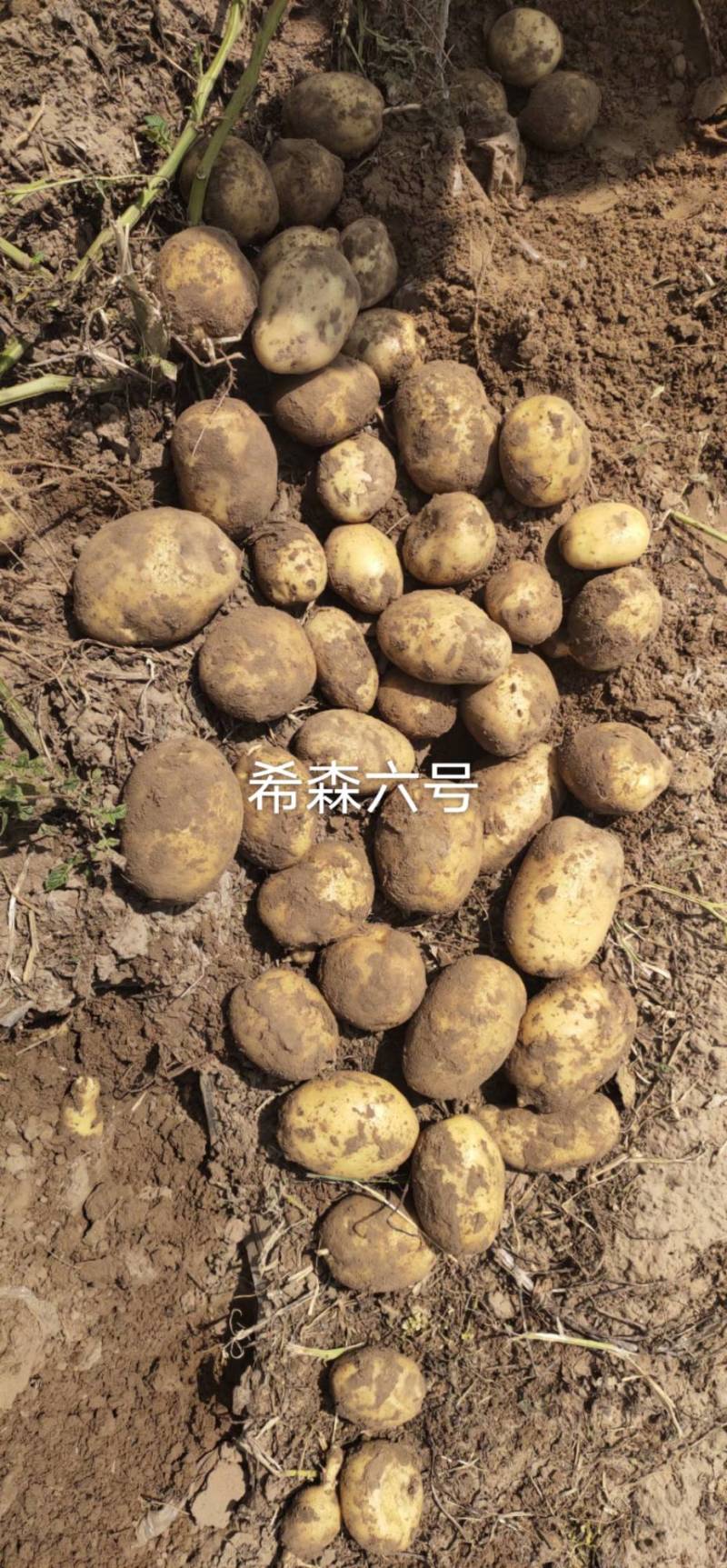 白皮黄心希森六号三两起二两起都有