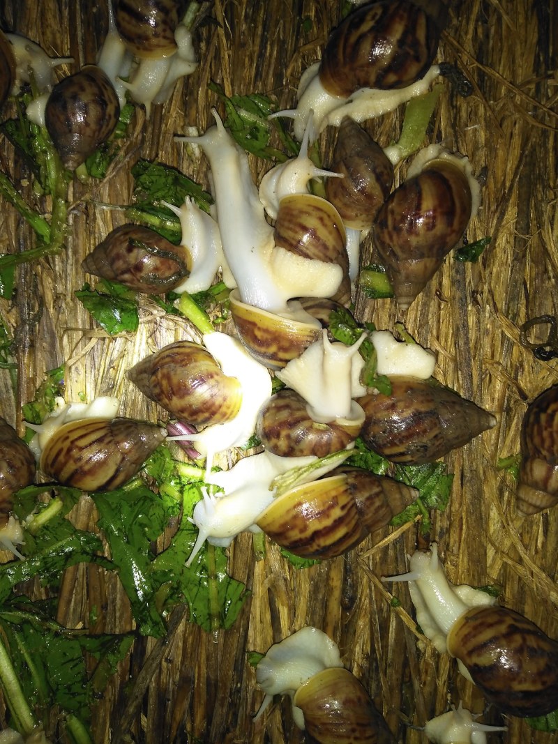 白玉蜗牛