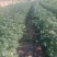 红皮黄心雪川红，需要随时下单