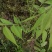 美国山核桃实生苗嫁接苗