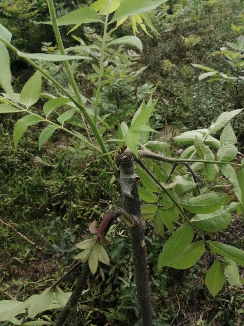 美国山核桃实生苗嫁接苗