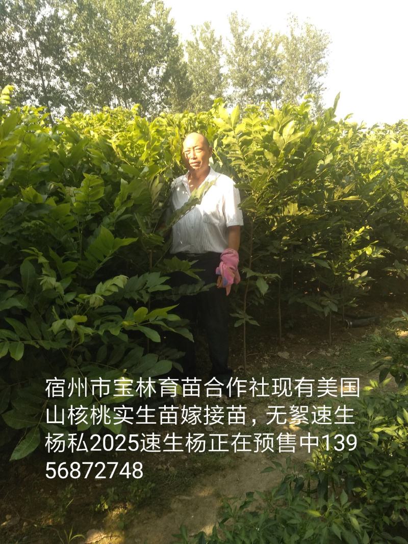 美国山核桃实生苗嫁接苗