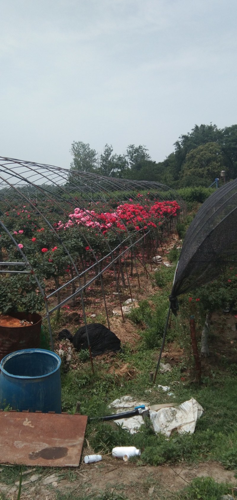 树状月季，花形多，颜色多！各种规格3.4.5.6公分..