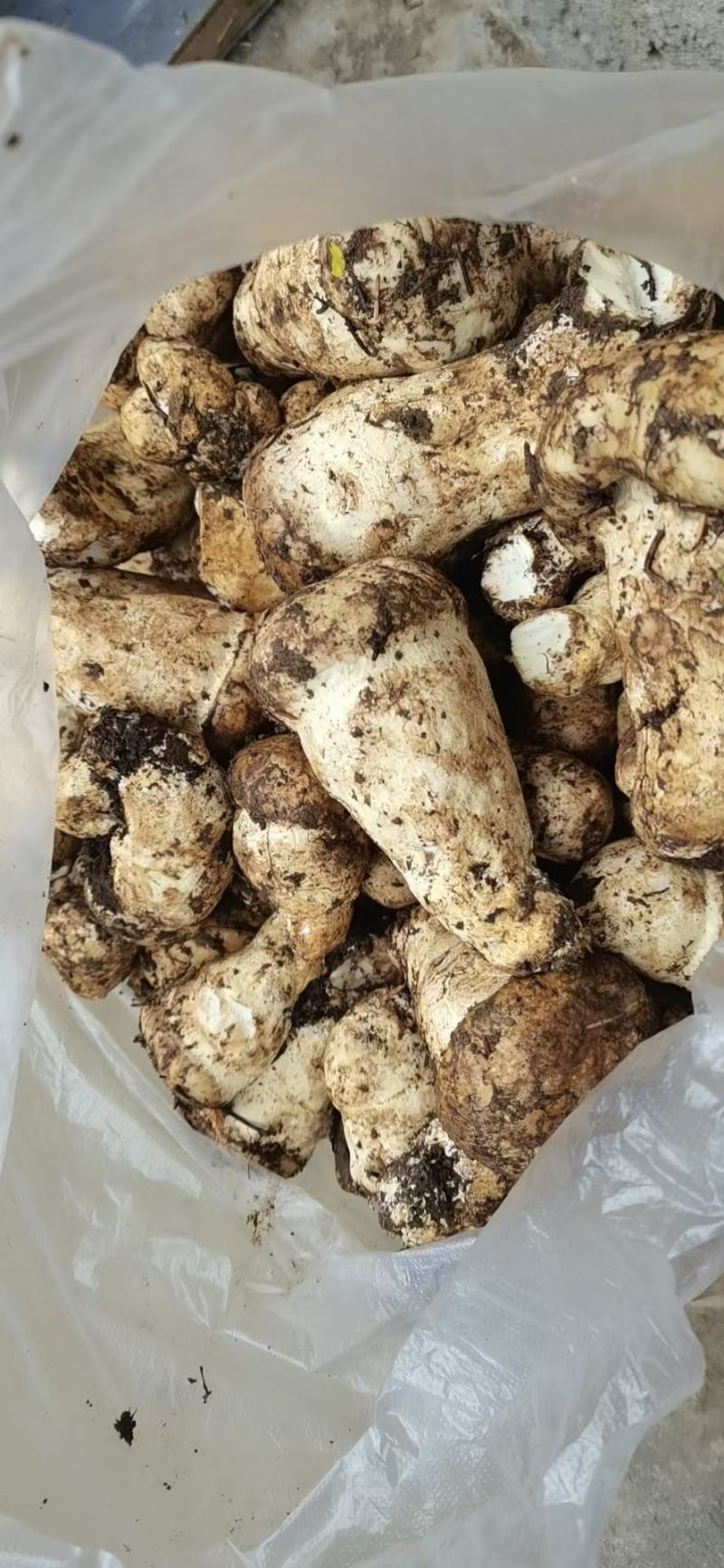 大量出售新鲜的杉木松茸(全国包邮)