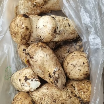 大量出售新鲜的杉木松茸(全国包邮)