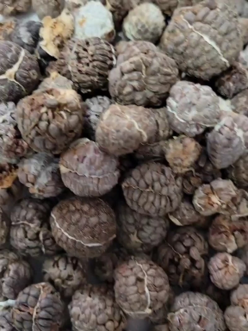 草蔻（草豆蔻）货品优质，干度好，基地直发
