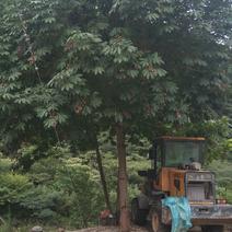 精品七叶树，规格尺寸齐全.2公分到30公分的大量有货