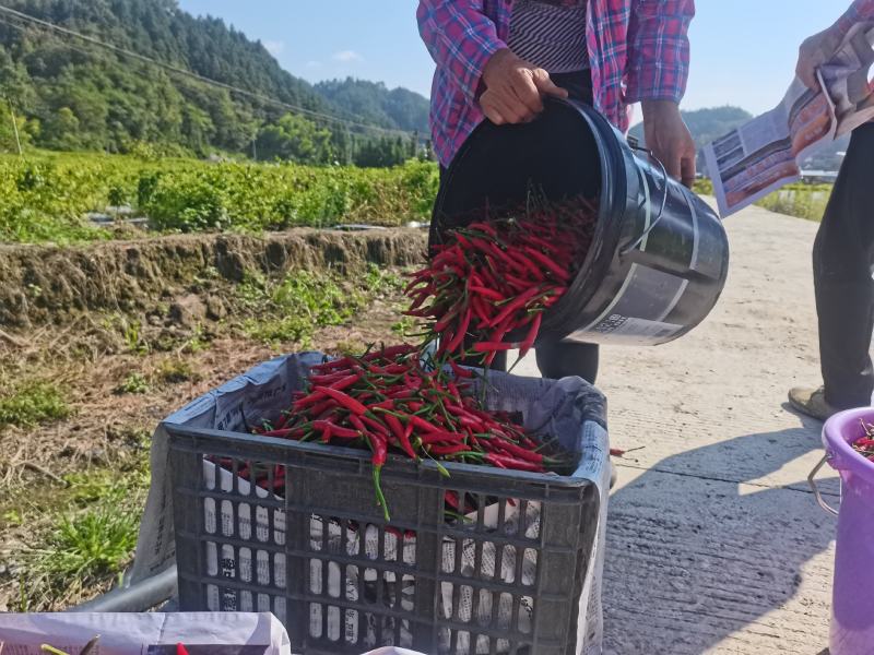 贵州山樱椒辣椒