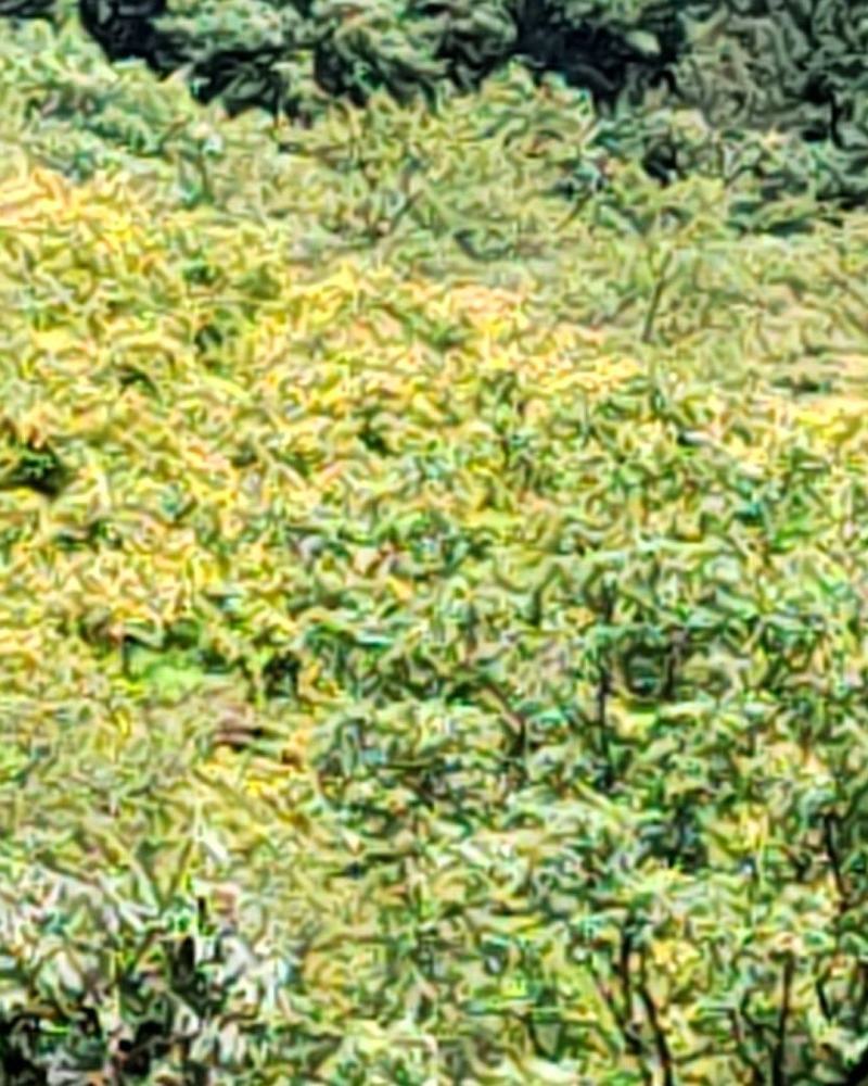 优质刺梨产地批发