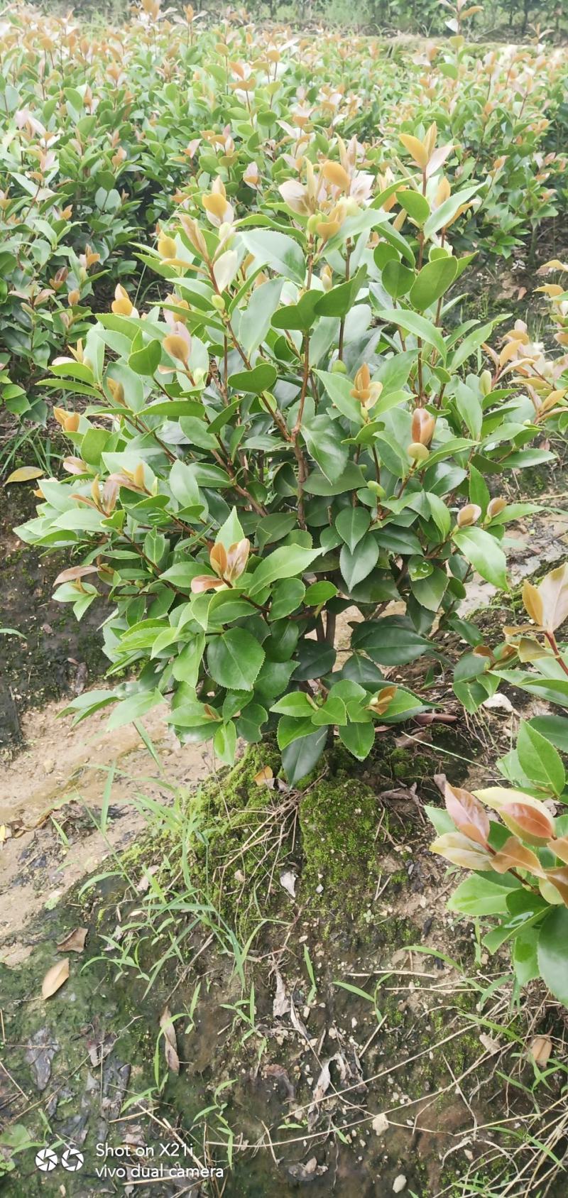 香茶花-赤丹红