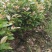 香茶花-赤丹红