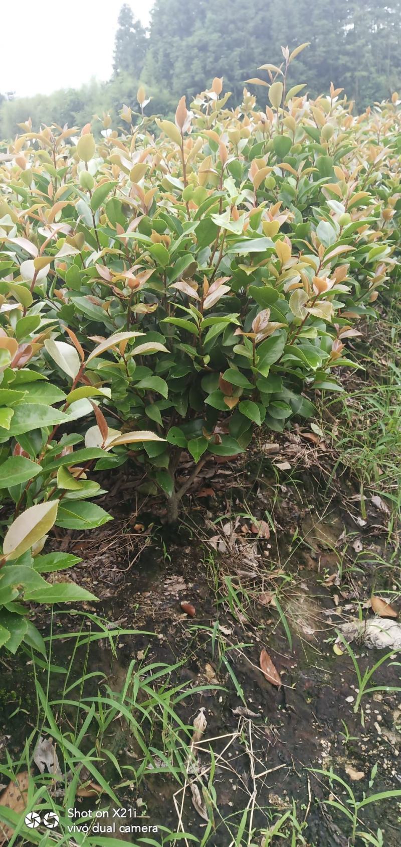香茶花-赤丹红