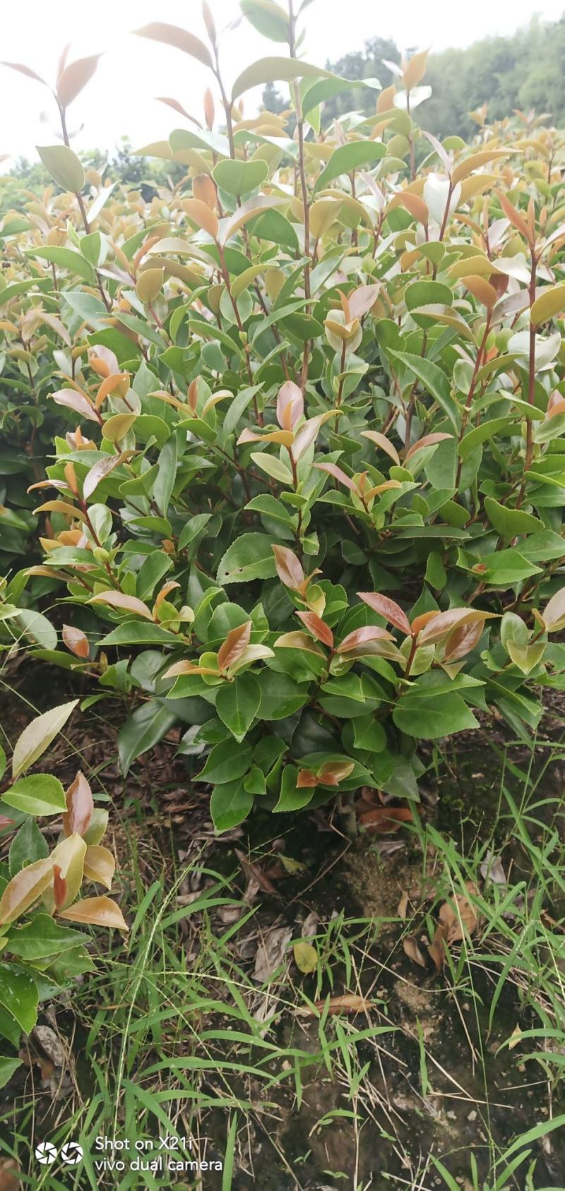 香茶花-赤丹红