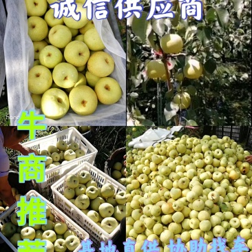 砀山梨🍐砀山酥梨光果老树沙土地口感果形颜色更好
