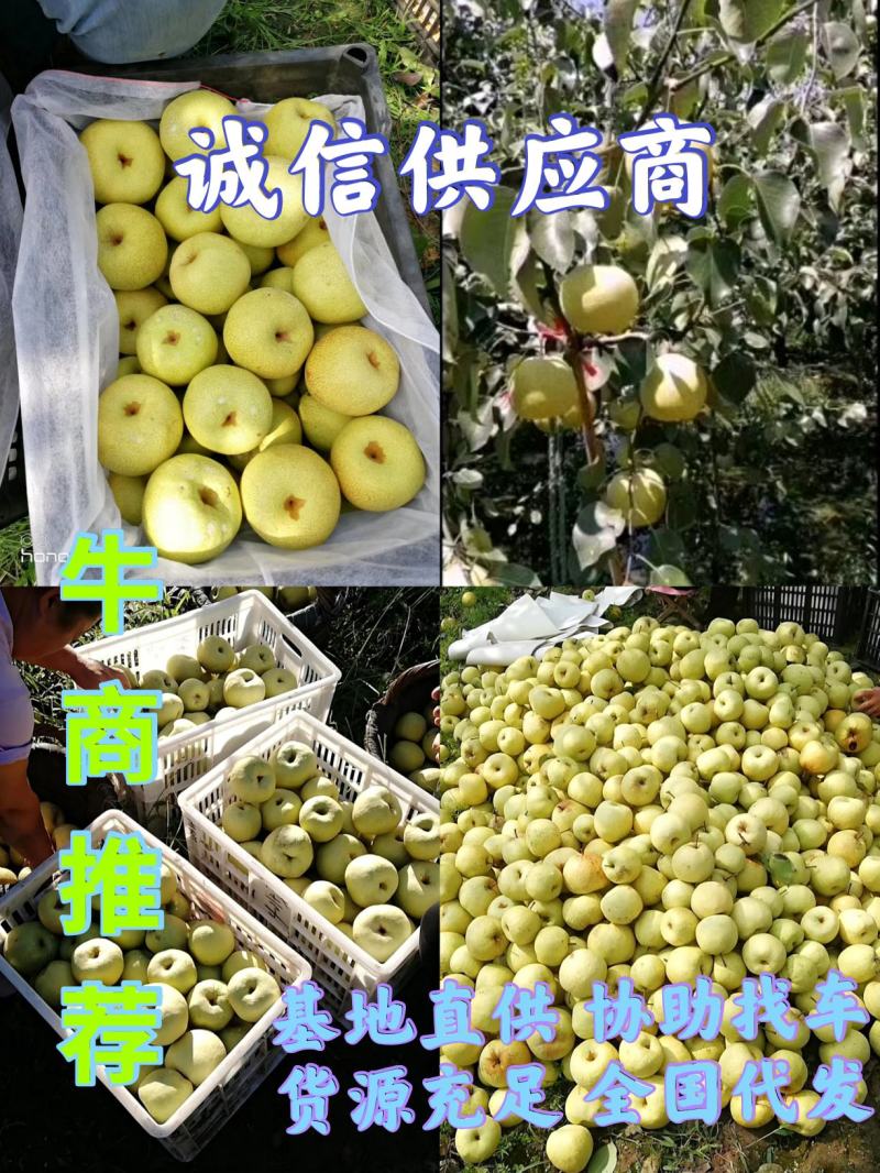 砀山梨🍐砀山酥梨光果老树沙土地口感果形颜色更好