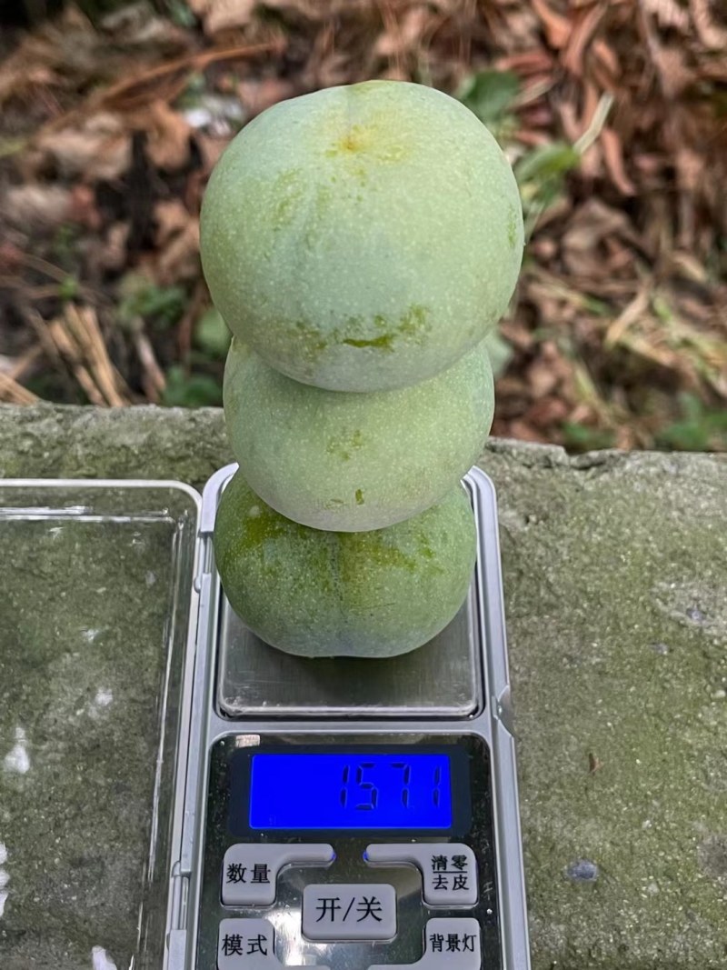 汶川李子苗，晚熟青脆李子苗，四川李子苗，李子苗批发
