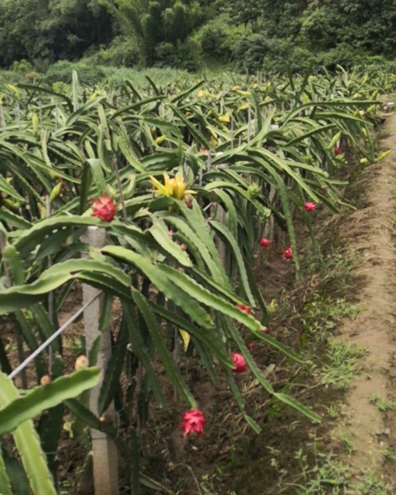 保山潞江坝红心火龙果大量上市