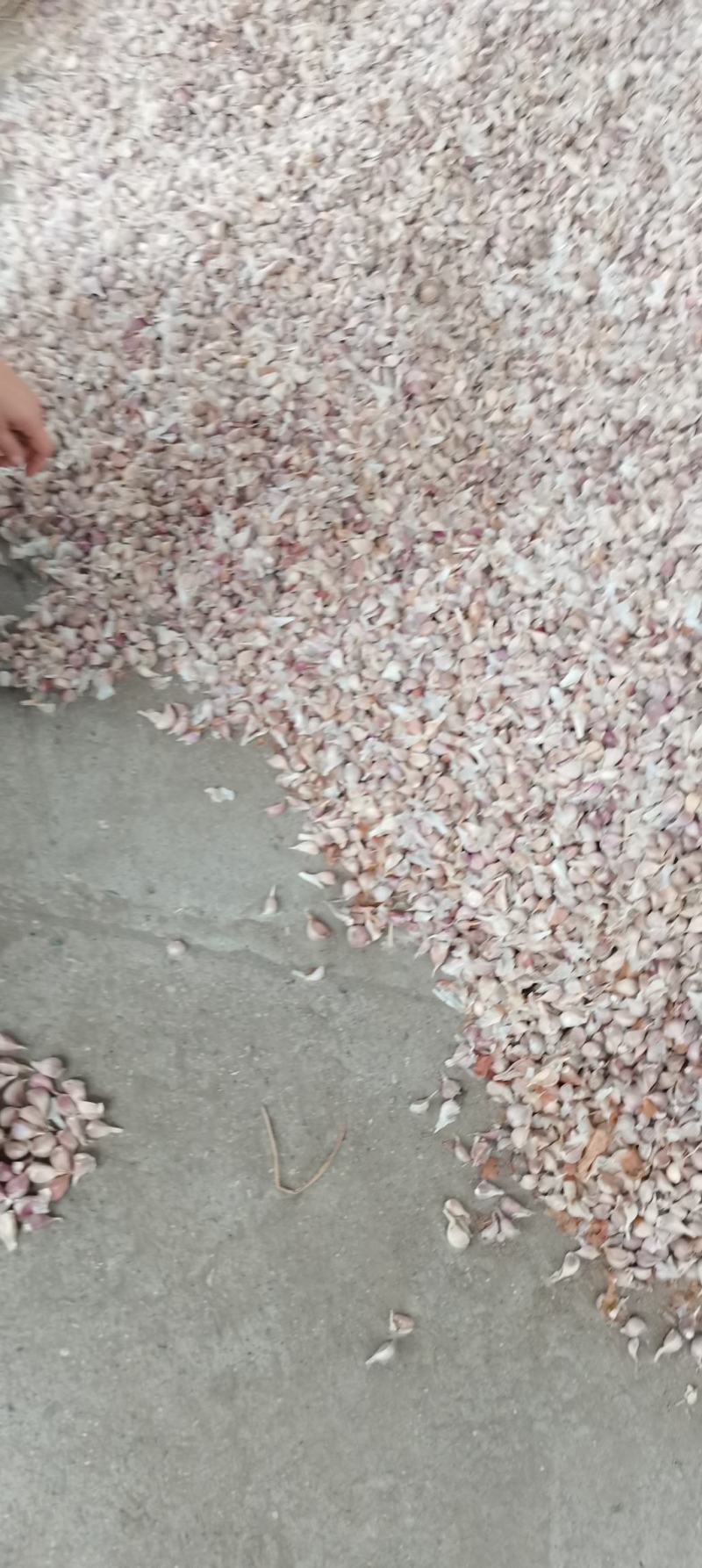 彭州优质早熟蒜一水早正月早早蒜产地直供。