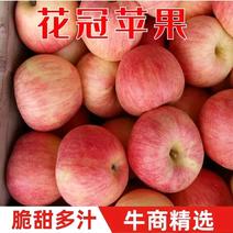 花冠苹果脆甜爽口产地供应河南三门峡产地供应