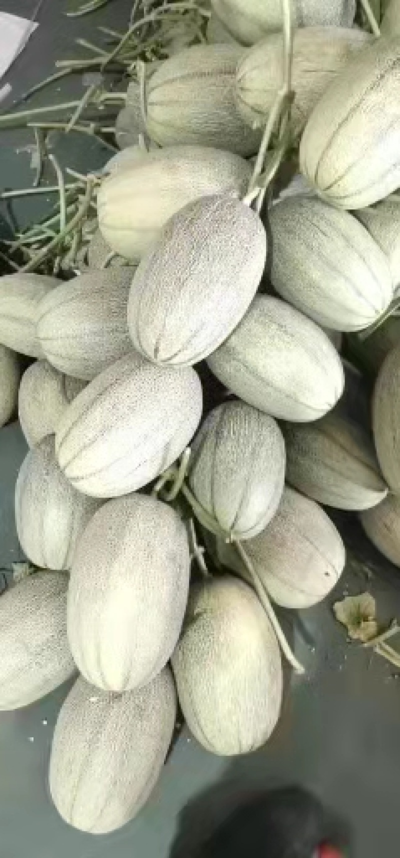 哈密瓜原产地常年供应小蜜25西州蜜瓜哈密瓜
