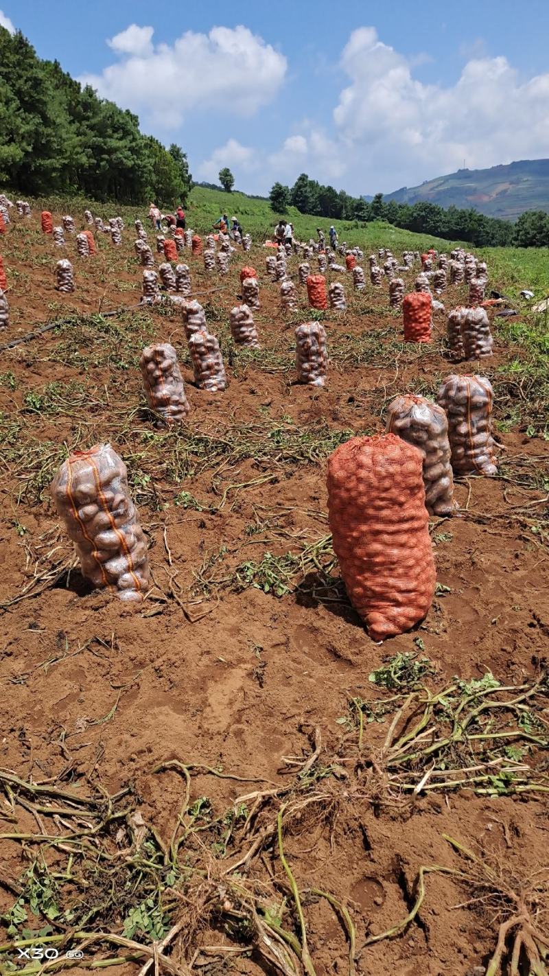 云南高山青薯9号按需供货价格随行就市