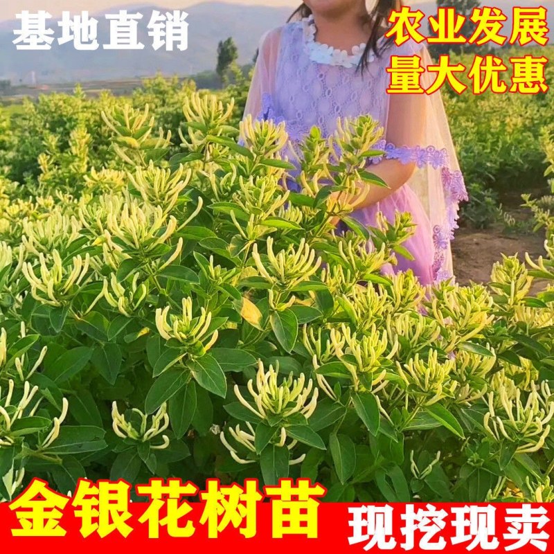 树型金银花苗四季金银花树平邑金银花品种对版批发苗包邮