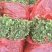 树型金银花苗四季金银花树平邑金银花品种对版批发苗包邮