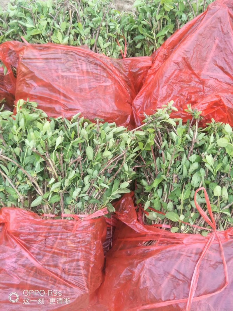 树型金银花苗四季金银花树平邑金银花品种对版批发苗包邮