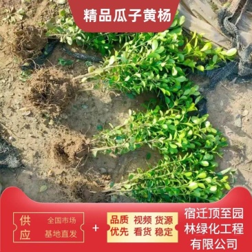 瓜子黄杨苗小毛球，高35左右冠15～20绿化工程色块苗
