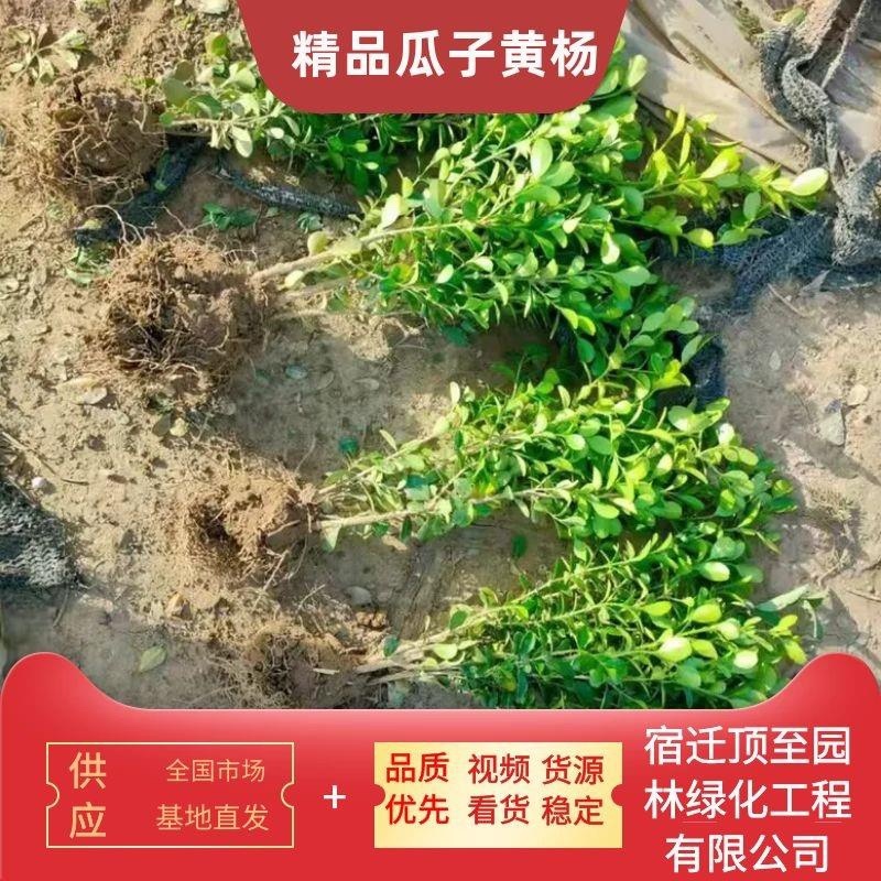 瓜子黄杨苗小毛球，高35左右冠15～20绿化工程色块苗