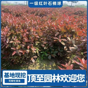 红叶石楠球毛球精品球红叶石楠树产地直发，支持看货。