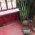 铁树/花卉盆景/观叶植物/铁树/原生态树苗/林木树苗