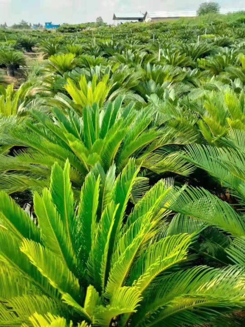 铁树盆景/观叶植物/铁树120公分/原生态树苗