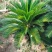 铁树盆景/观叶植物/铁树120公分/原生态树苗