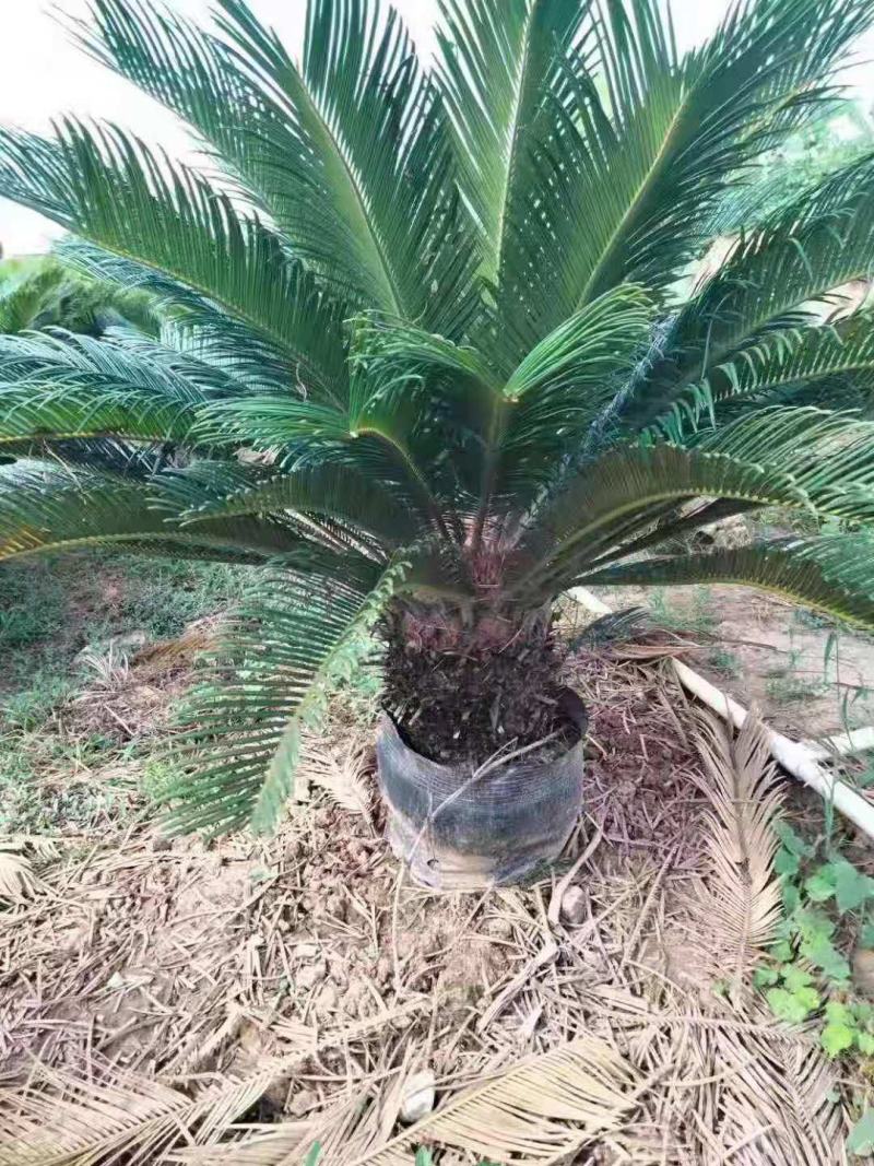 铁树/花卉盆景/观叶植物/铁树/原生态树苗/林木种苗