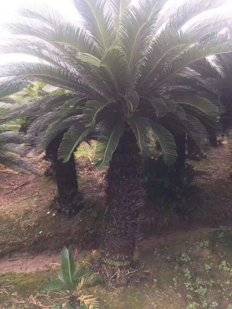 铁树/花卉盆景/观叶植物/铁树/原生态树苗/林木种苗