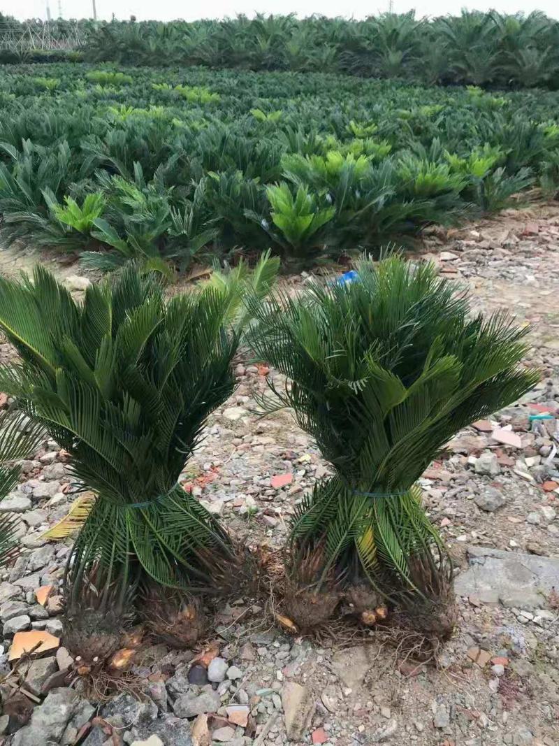 铁树/花卉盆景/观叶植物/铁树/原生态树苗/林木种苗