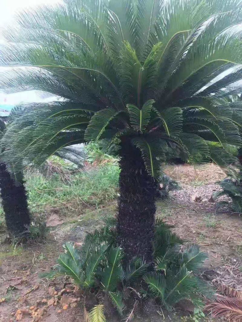 铁树/花卉盆景/观叶植物/铁树/原生态树苗/林木种苗