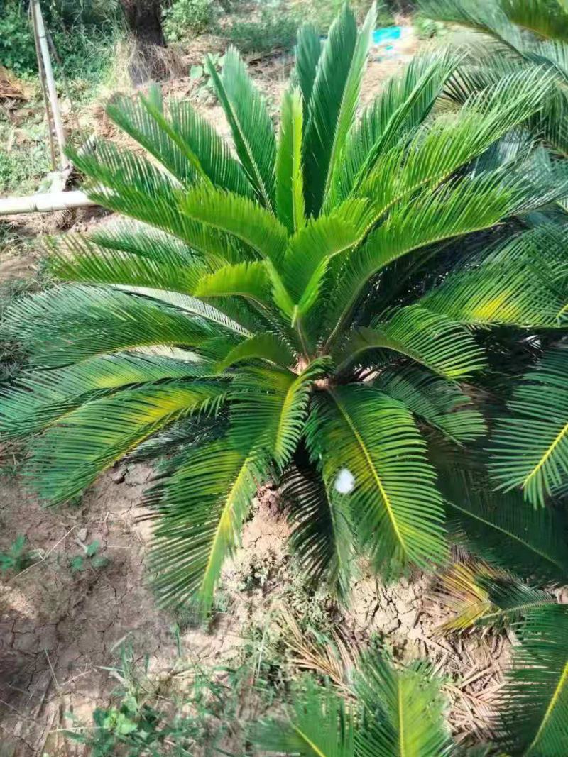 铁树/花卉盆景/观叶植物/铁树/原生态树苗/林木种苗