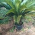 铁树/花卉盆景/观叶植物/铁树/原生态树苗/林木种苗