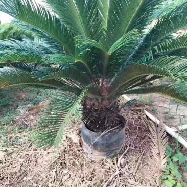 铁树/花卉盆景/观叶植物/铁树/原生态树苗/林木苗木